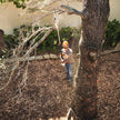 STIHL HTA 50 Battery Pole Chainsaw (Skin)